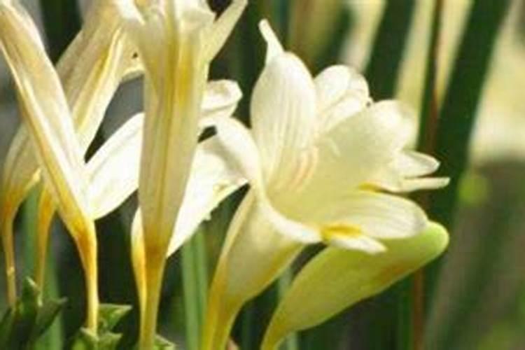 酶解骨粉作用有哪些