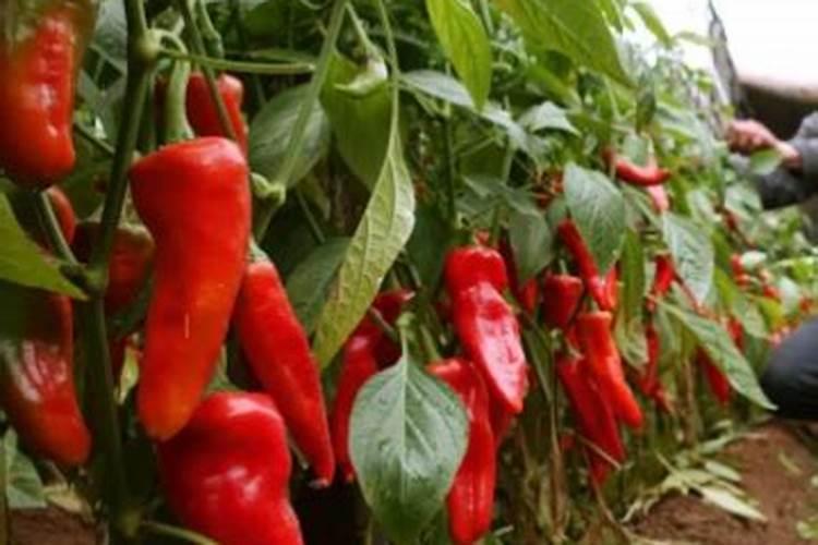 钙肥不能和哪些肥料共用