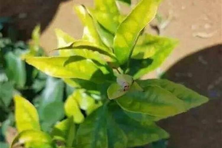 玉树用什么肥料好