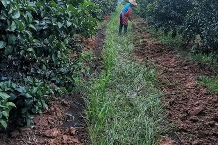 柑橘什么时候施肥