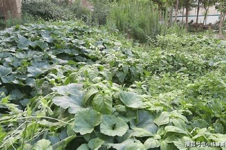 南瓜种植如何实现高产