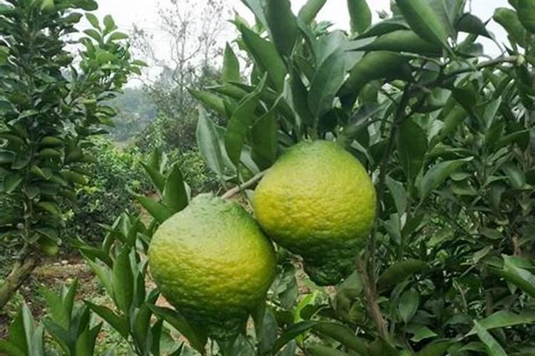 海陵岛酒店上哪订房比较好