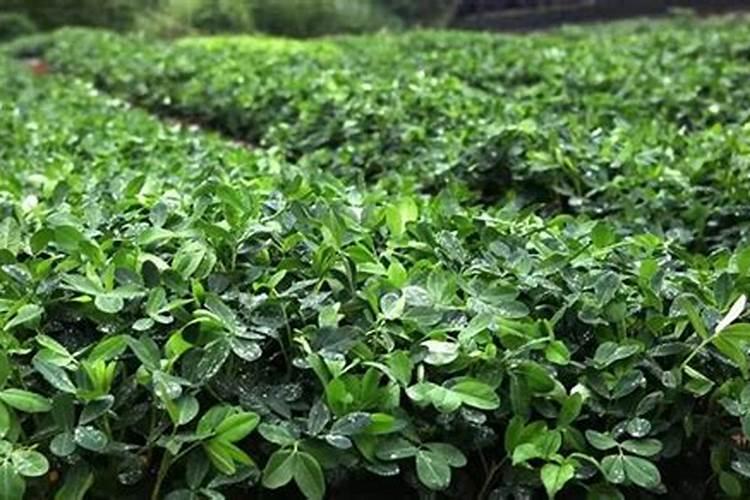 生黄豆变质了怎样做肥料