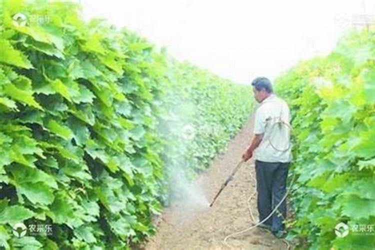 种植葡萄施什么肥料
