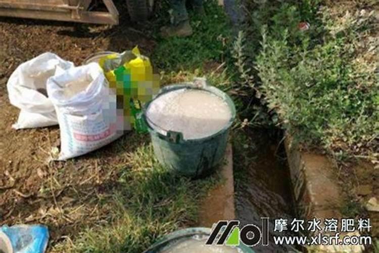 冬季种植西葫芦都需要注意什么