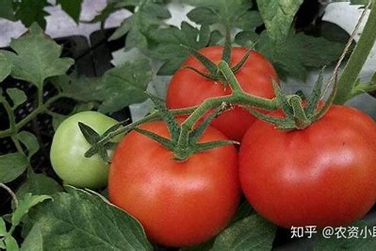 西红柿膨果肥用什么肥最好？