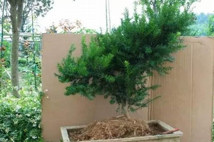 小麦需要的氮磷钾分别是多少