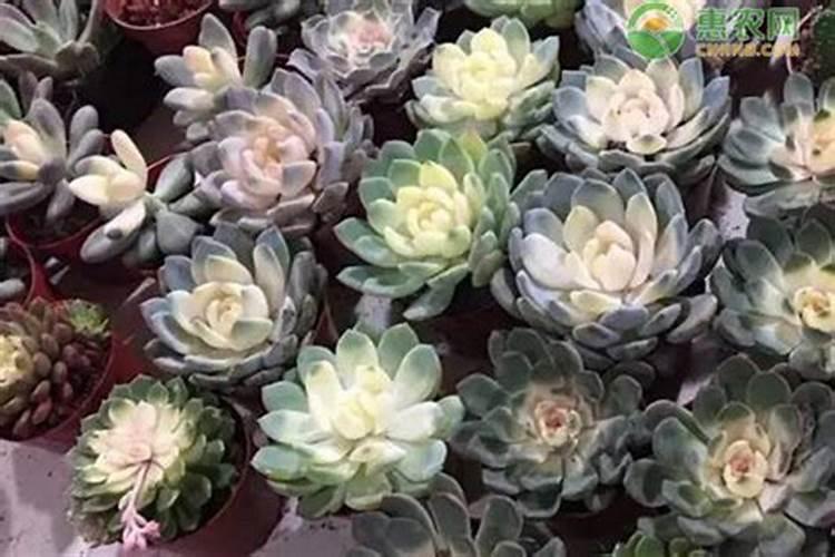 钾肥如何使用在花上