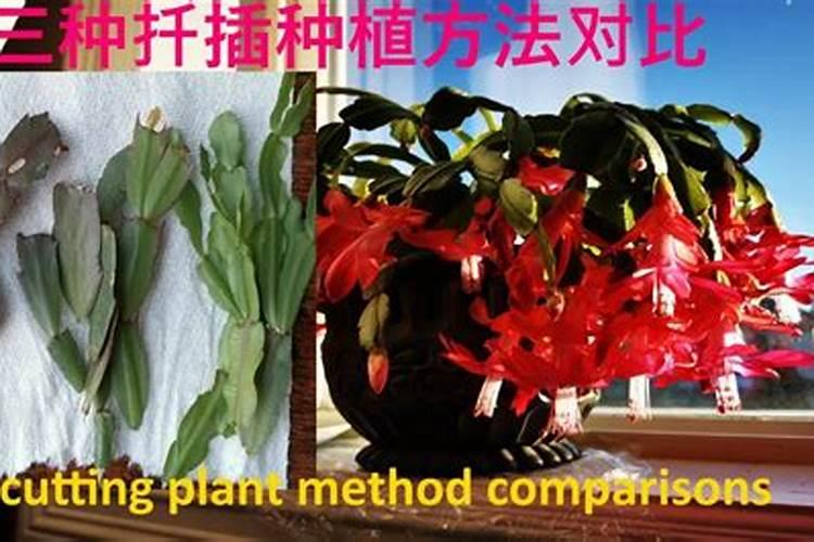 氮肥养花一克用多少水兑