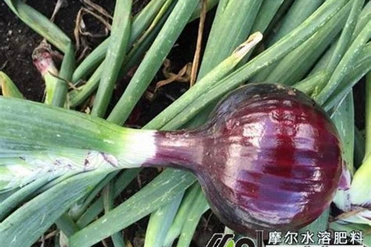 高氮肥对花草有什么作用