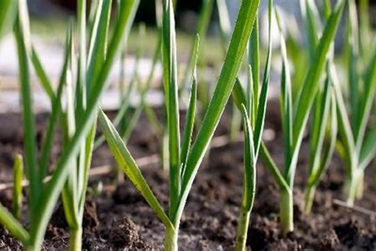 中农钾肥有限公司是国企吗