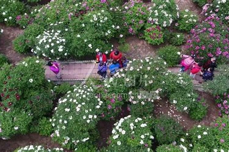 紫斑牡丹发祥地牡丹花生长在什么地方