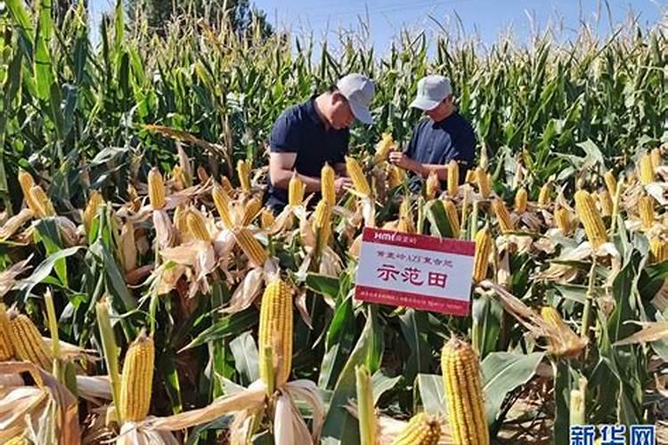 新型烟草专用肥料有哪些