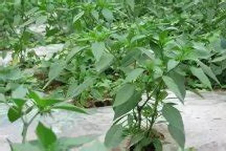 辣椒膨果期冲什么肥好
