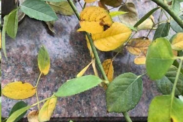 月季缺肥的表现