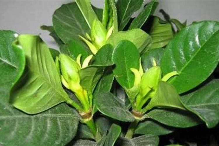 小麦出苗20天能打除草剂吗