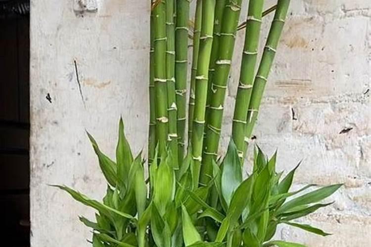 富贵竹怎么施肥