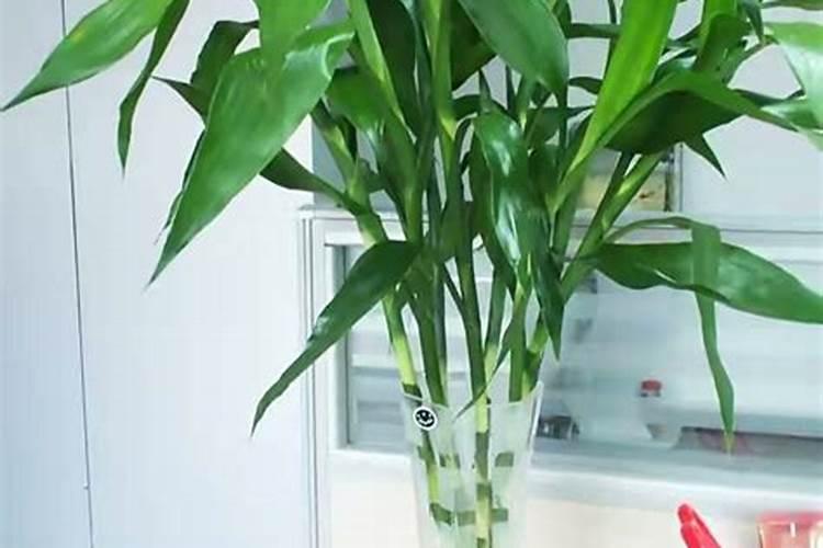 富贵竹施肥方法及注意事项