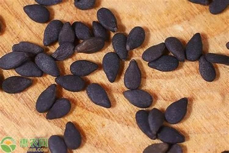 芝麻打顶后怎么施肥