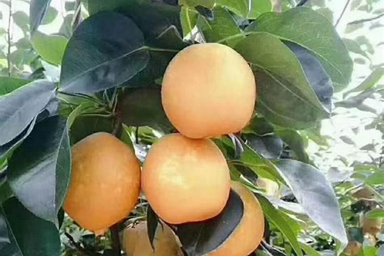 什么类型的补钙药品易于吸收