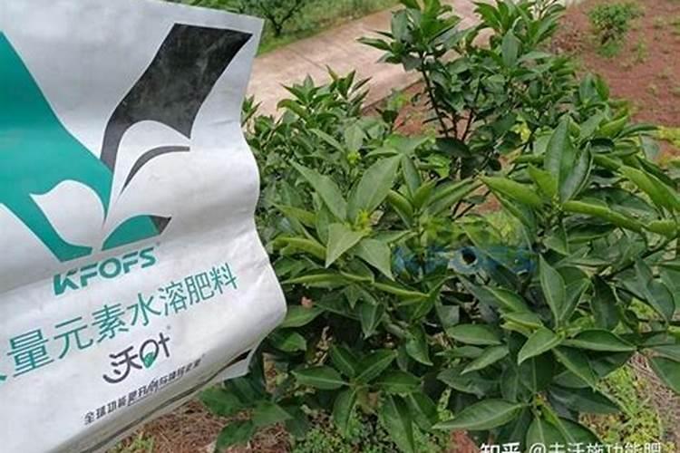 不计划挂果的柑橘幼树抢先开了花,如何应对小树开花现象？