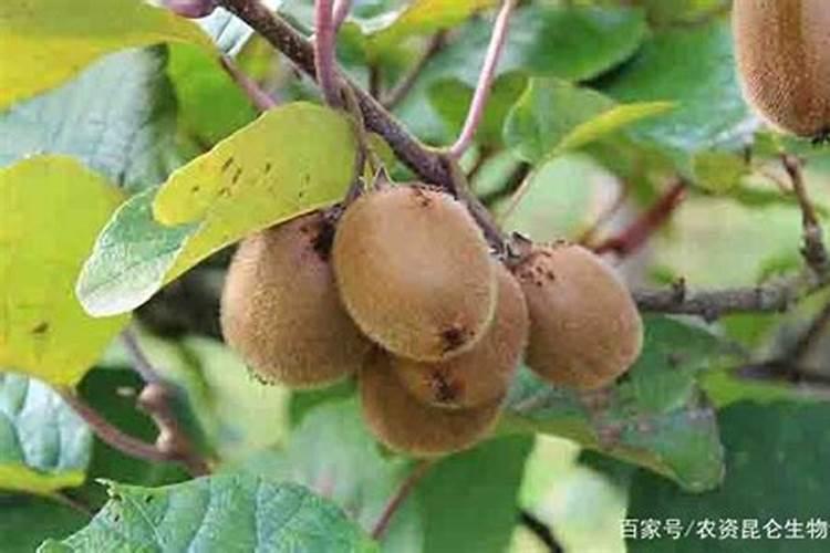 百合花需要什么肥料最好