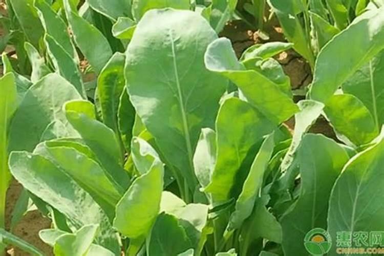 植物营养液怎么配置