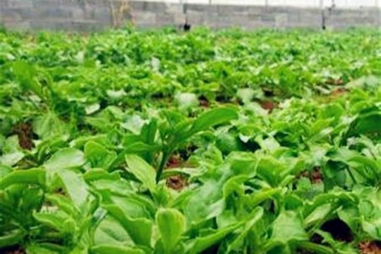冰草适合什么季节种植？冰草种植方法和季节