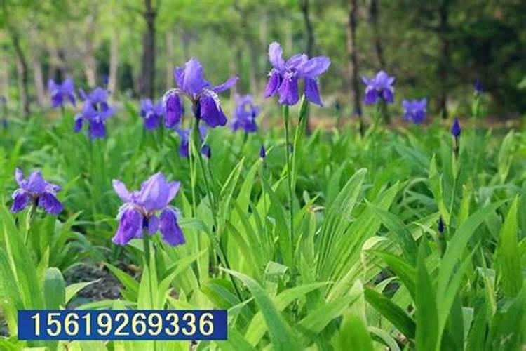 西红柿冬季施肥方法和时间 西红柿冬季如何施肥