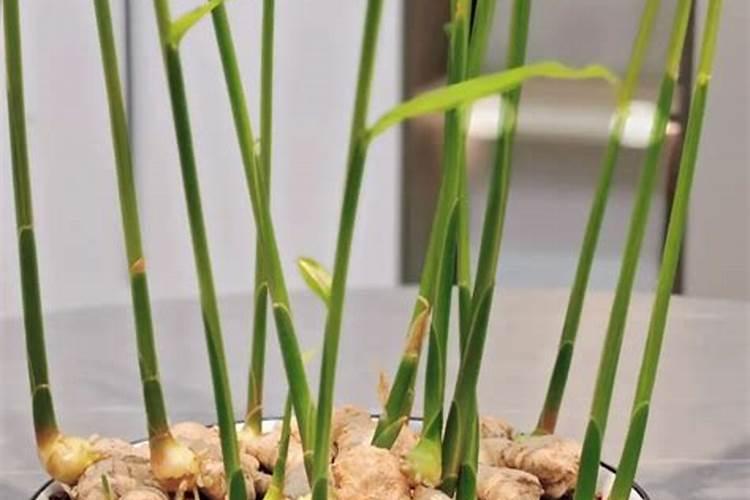 尿素与水配比多少浇树