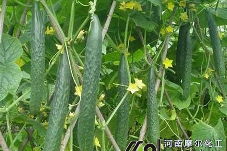 发财树用什么肥料最好