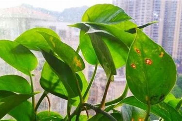 绿萝发黄用什么施肥