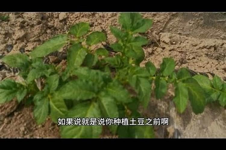 种土豆什么时候施肥