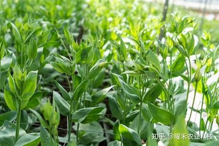 水稻育苗方法全过程