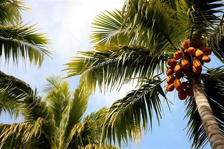 三七施什么肥最好