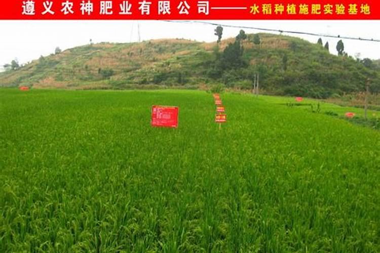 栀子花叶子发黑像烧焦一样怎么办(栀子花嫩叶尖发黑干枯的原因)