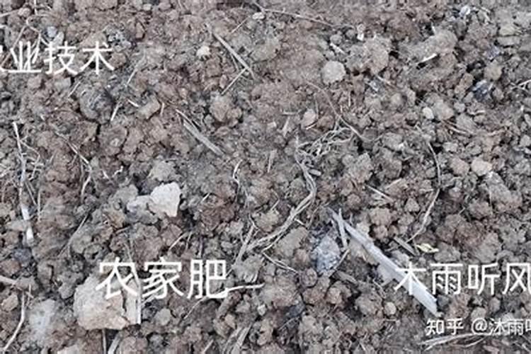 西葫芦开花期如何施肥