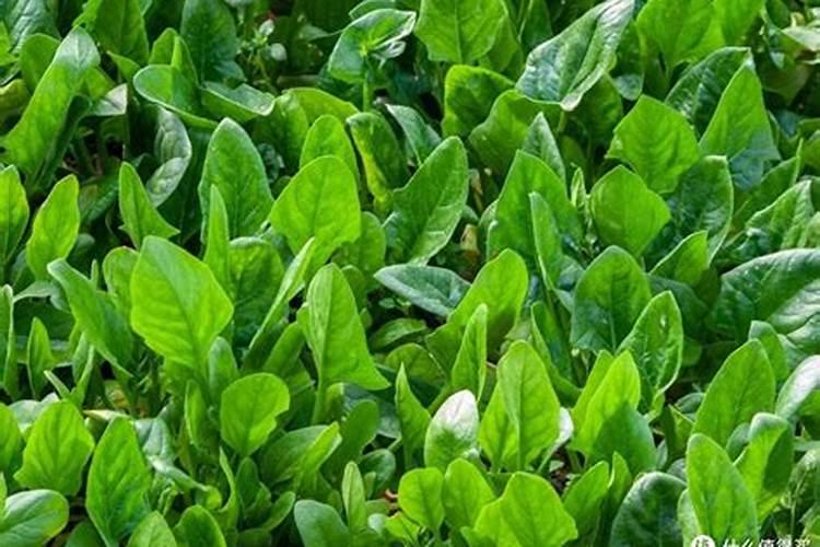 苏州菜与其他地方的菜系有什么不同之处？