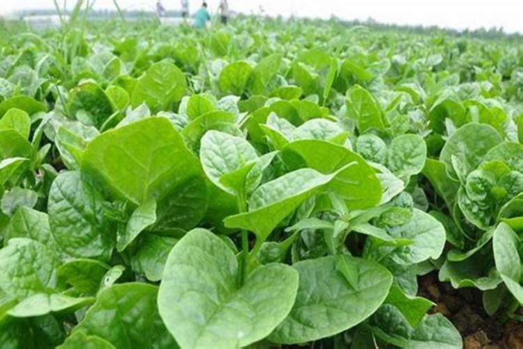 花芽分化用什么叶面肥