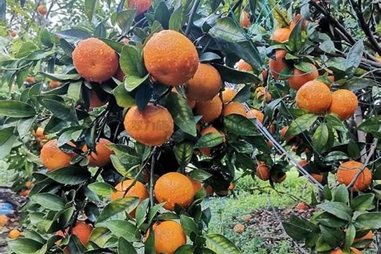 柑桔什么时间施壮果肥