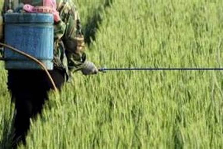 种大蒜用什么肥最好