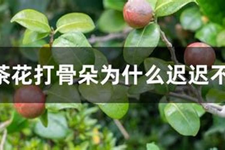 玉米氮肥过多的危害