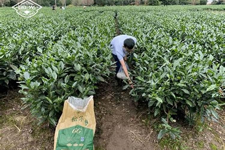 茶叶叶面肥催芽肥的正确使用
