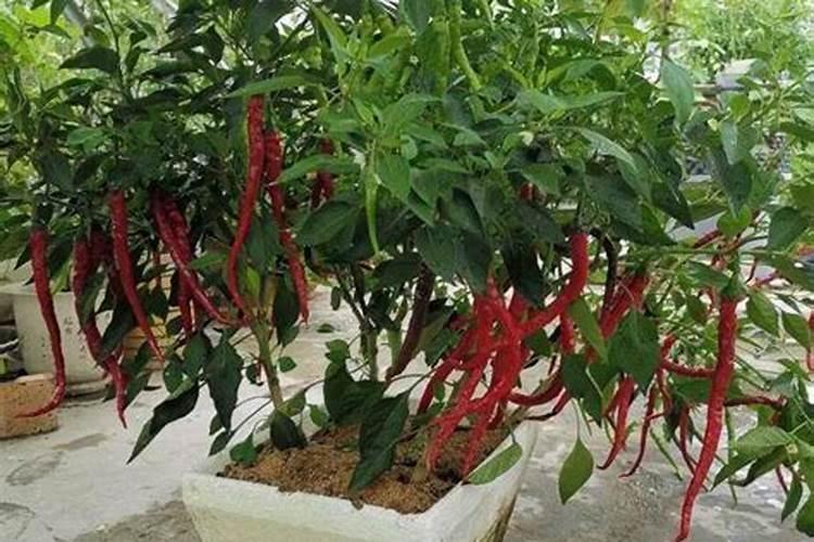 含氮高的肥料有哪些