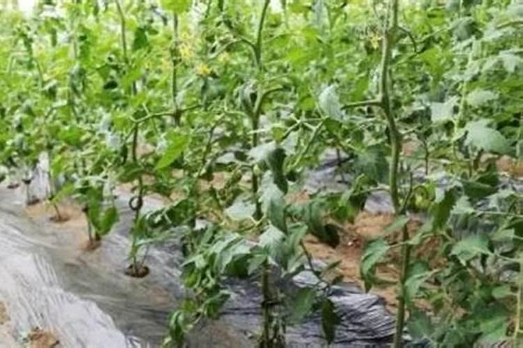 麻山药秧爬满架时施什么化肥