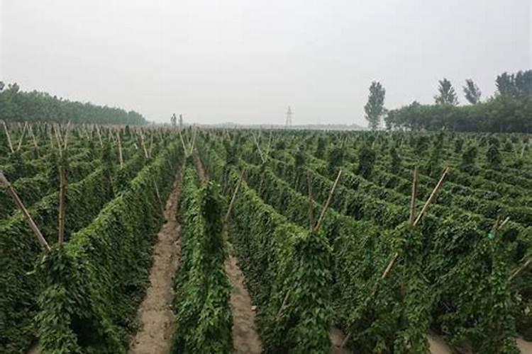 如何种植生姜种植管理技术