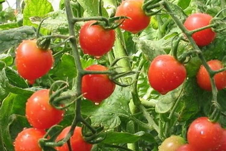 植物免疫激活剂(诱抗剂)