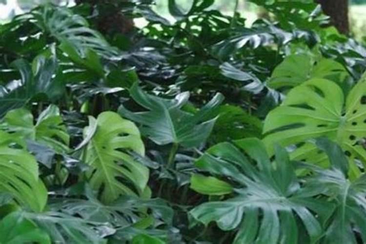青菜施什么肥最好
