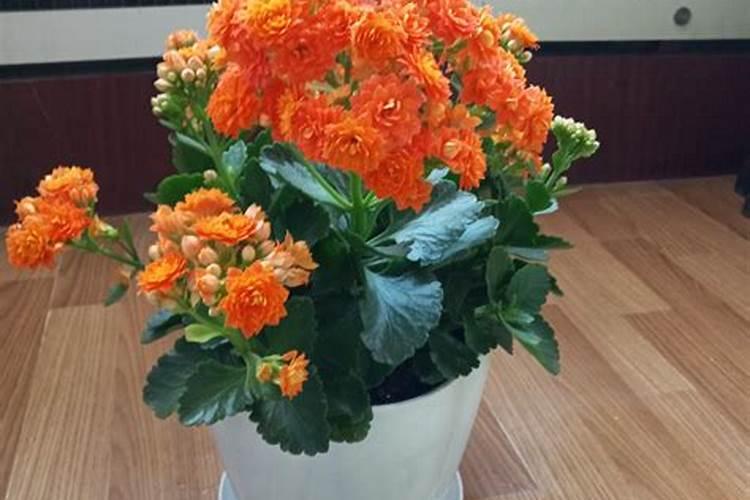 杜鹃花花苞枯了怎么办？为什么/