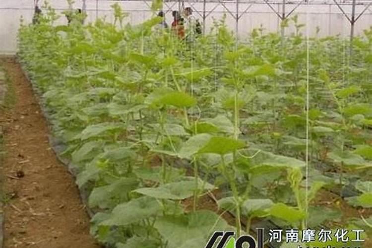 哈密瓜膨果期怎样施肥